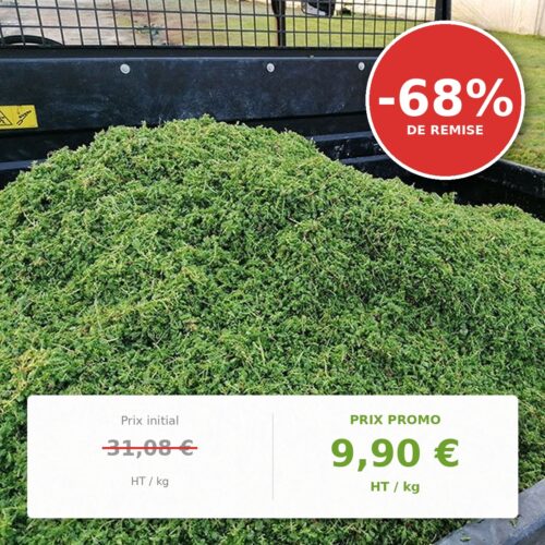 Boutures de Sedum - kg