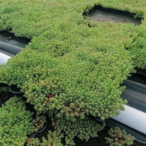 Plateaux végétalisés sedum - m2