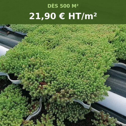 Plateaux végétalisés sedum - m2