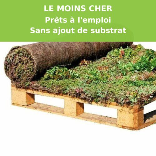 Tapis de Sedum - m²